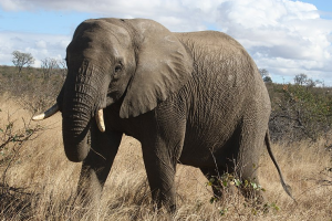 Find Tourism businesses in South Africa - SESHA directory